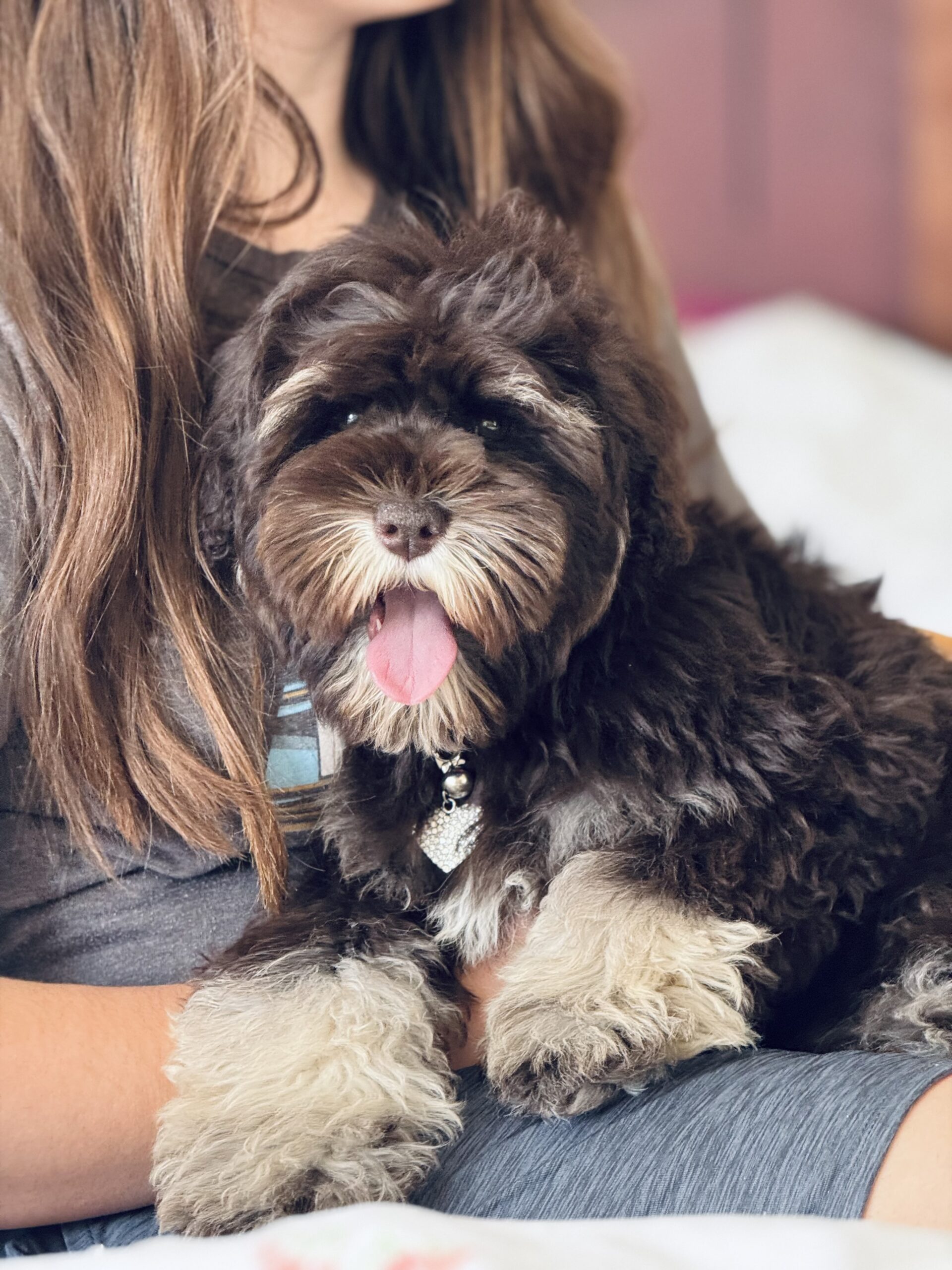 Available Sheepadoodle puppy - Sunshine Sheepadoodles Texas breeder