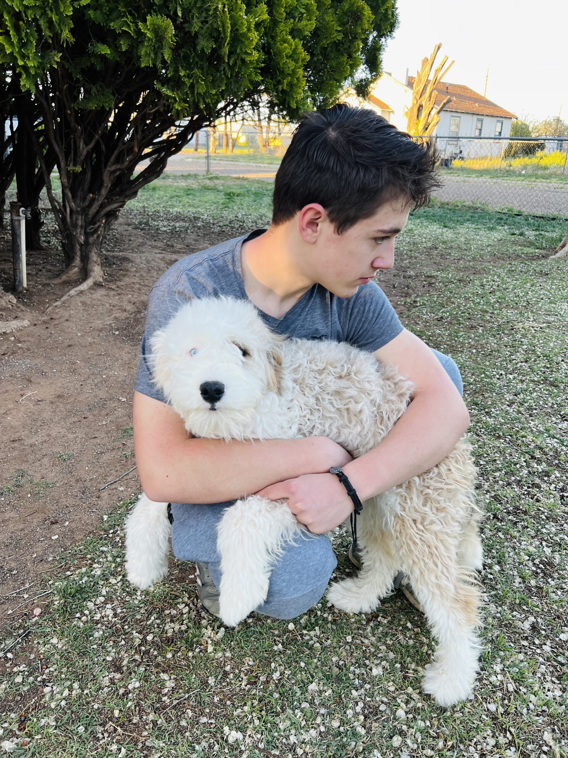 Available Sheepadoodle puppy - Sunshine Sheepadoodles Texas breeder