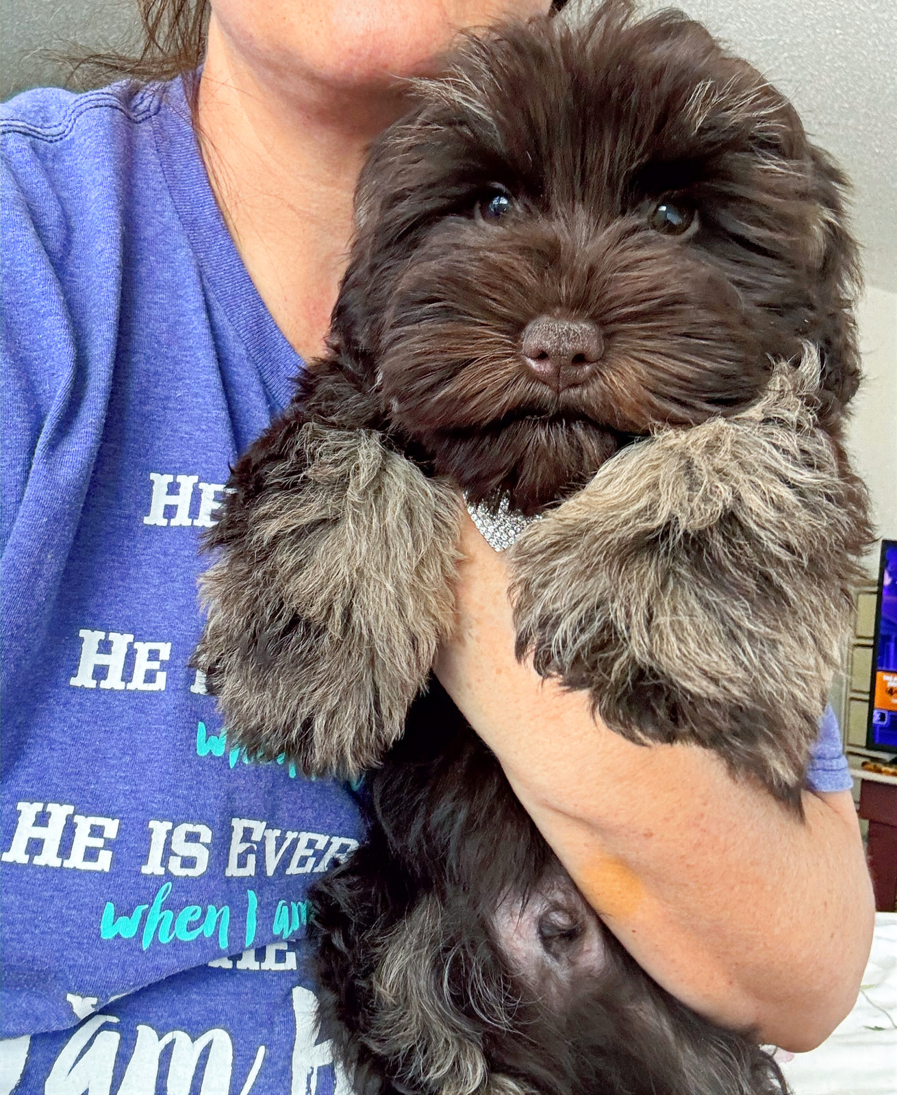 Available Sheepadoodle puppy - Sunshine Sheepadoodles Texas breeder