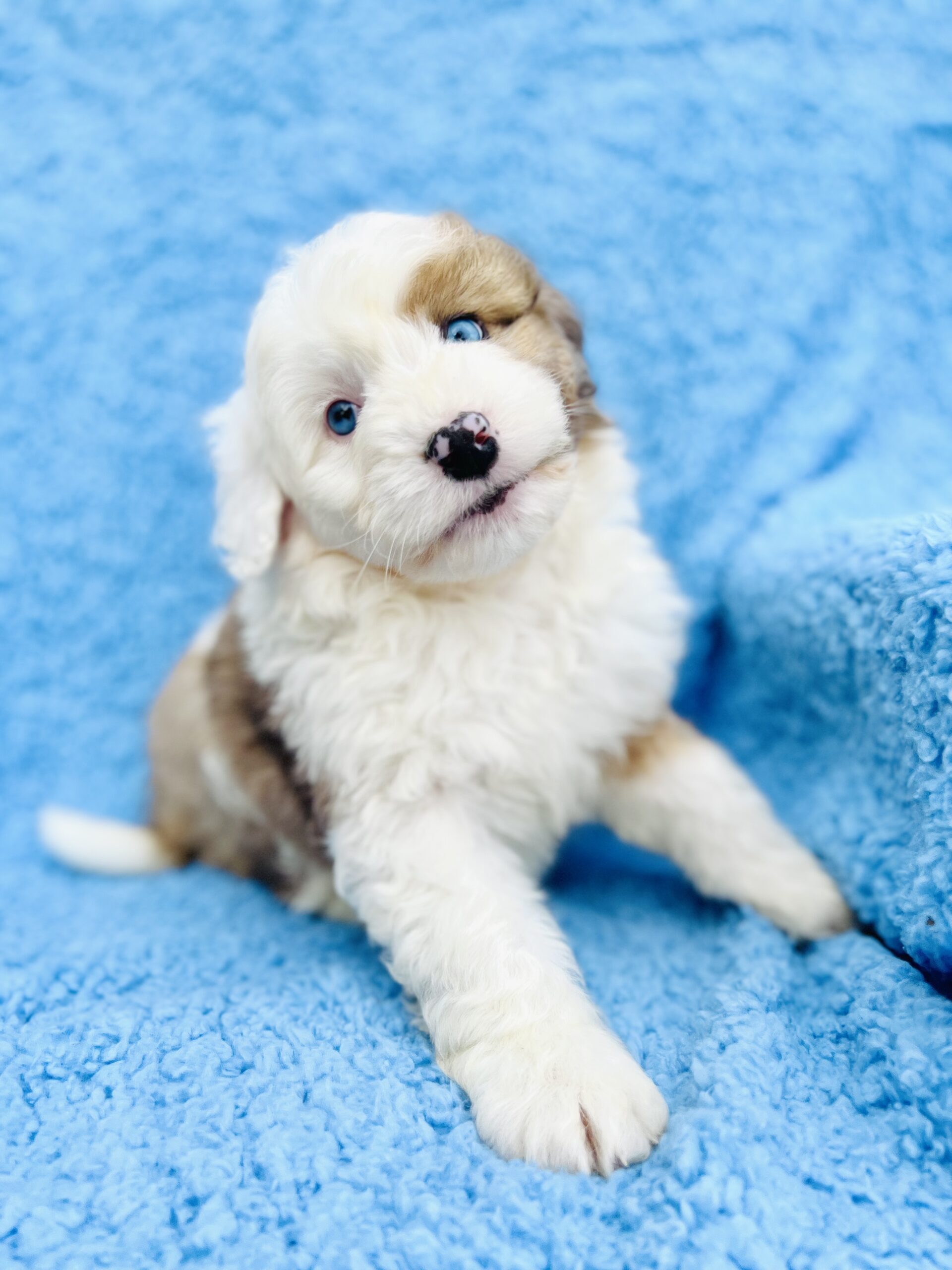 Available Sheepadoodle puppy - Sunshine Sheepadoodles Texas breeder