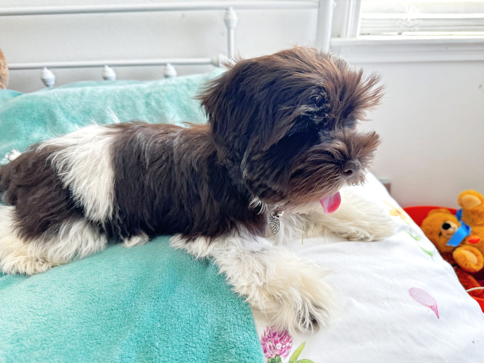 Available Sheepadoodle puppy - Sunshine Sheepadoodles Texas breeder
