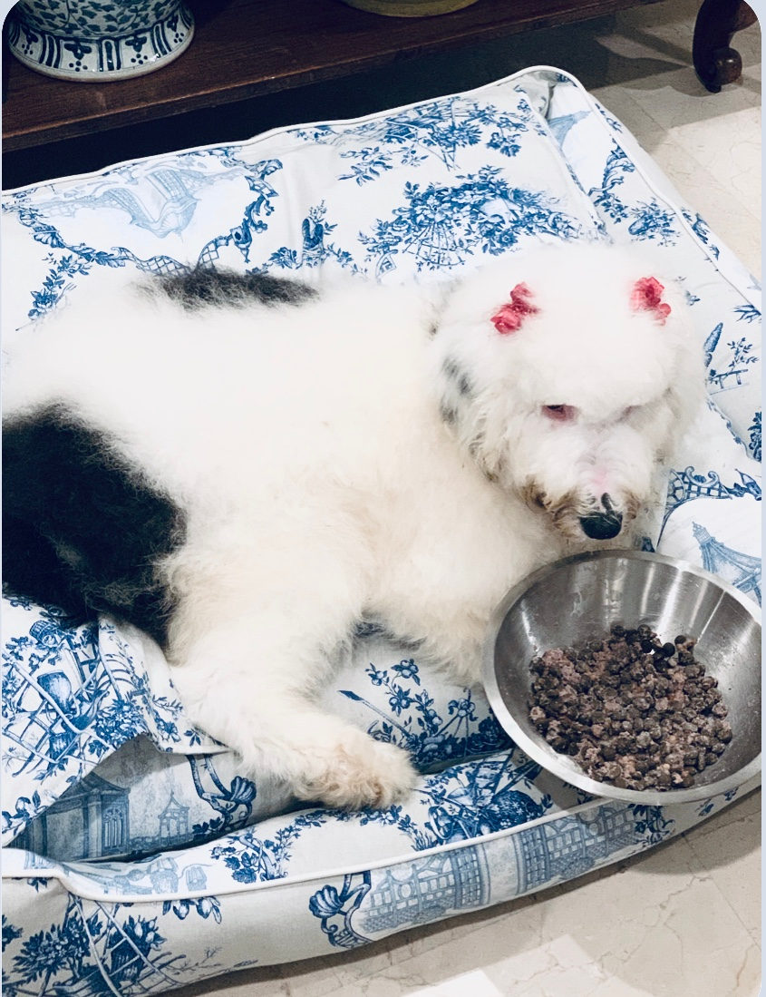Sheepadoodle available for adoption - Sunshine Sheepadoodles
