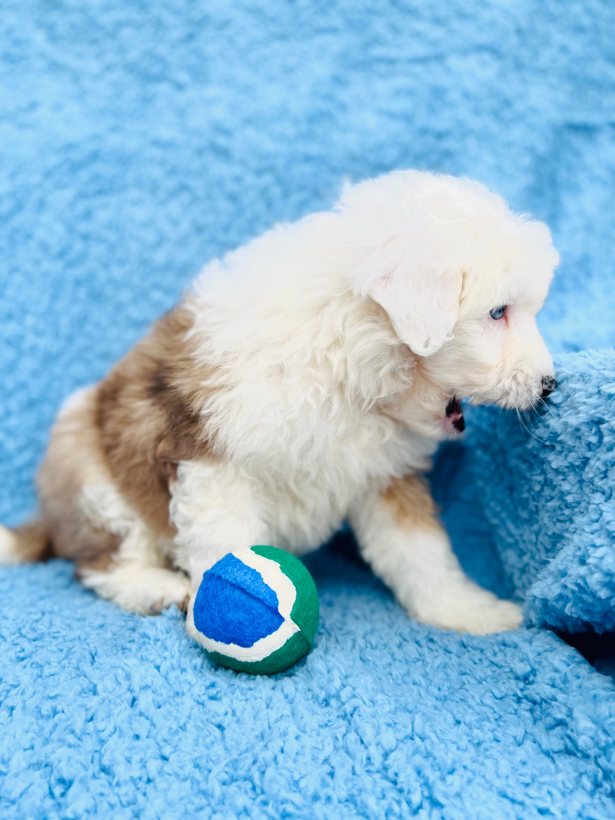 Available Sheepadoodle puppy - Sunshine Sheepadoodles Texas breeder
