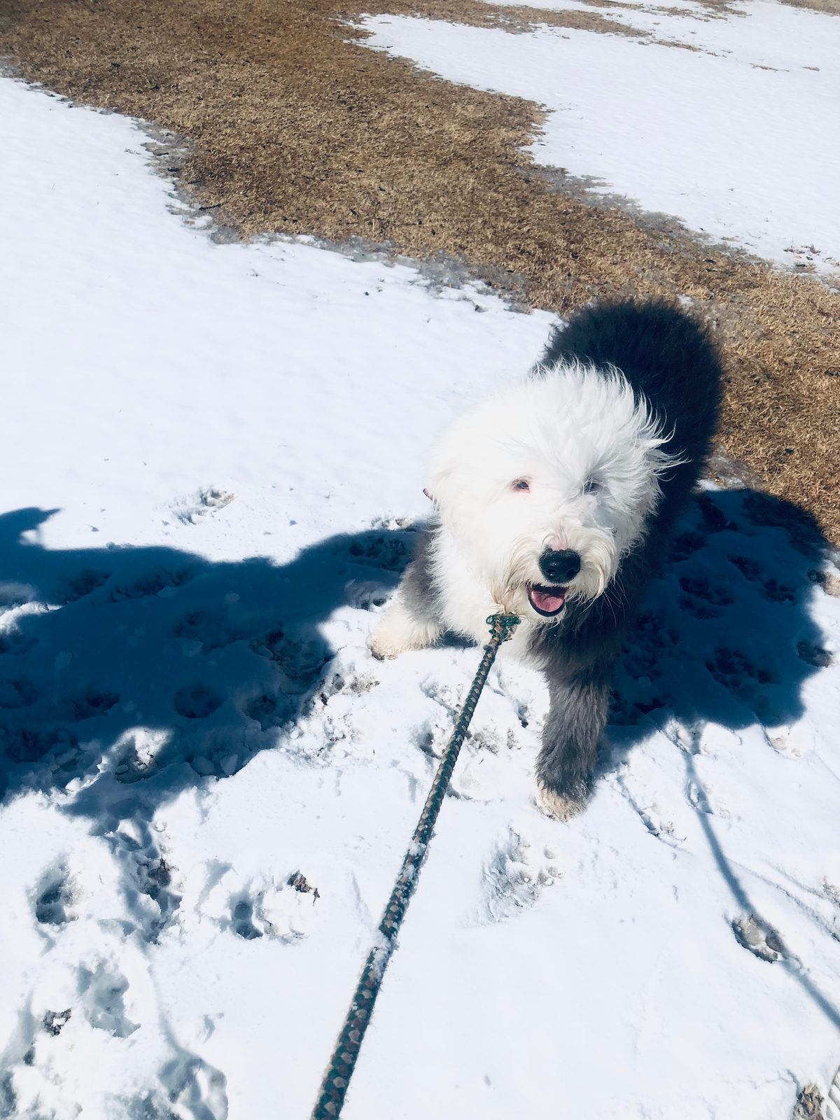 Sheepadoodle available for adoption - Sunshine Sheepadoodles