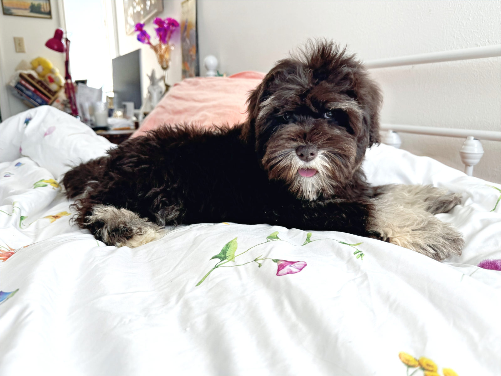 Available Sheepadoodle puppy - Sunshine Sheepadoodles Texas breeder
