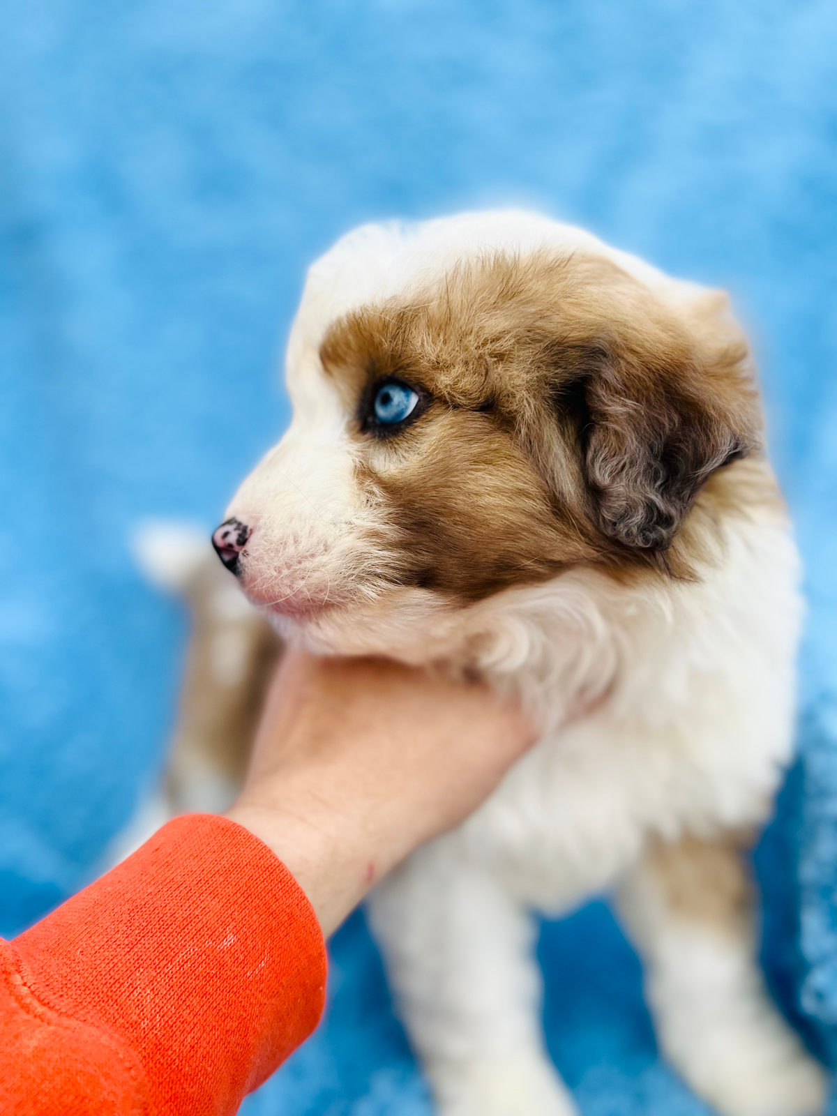 Available Sheepadoodle puppy - Sunshine Sheepadoodles Texas breeder