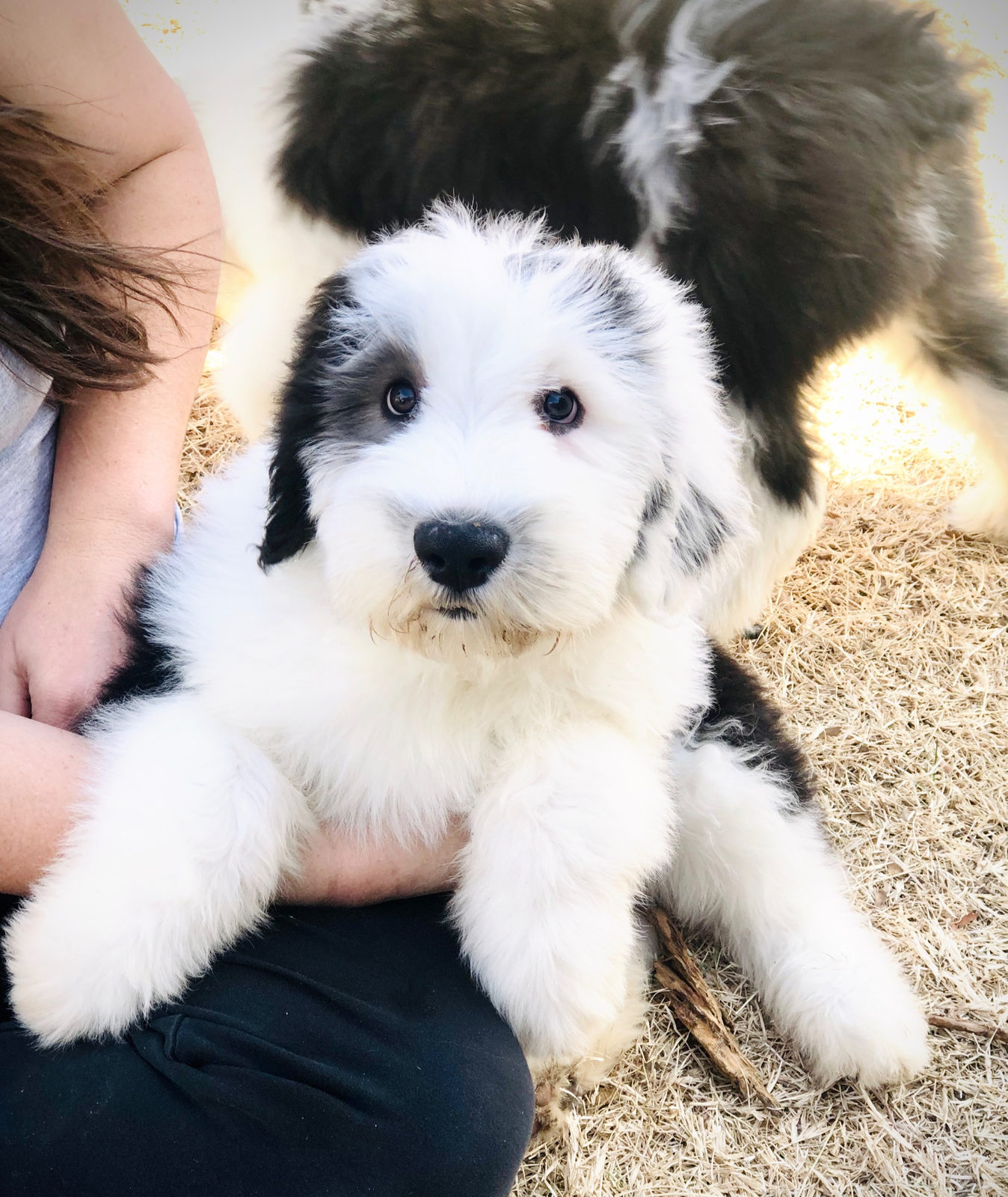 Sheepadoodle available for adoption - Sunshine Sheepadoodles