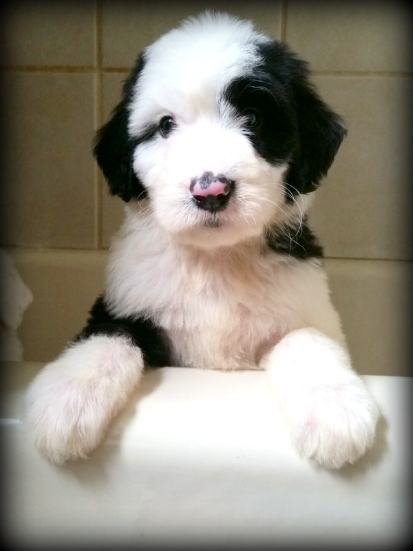 Sunshine Sheepadoodles family and puppy photo