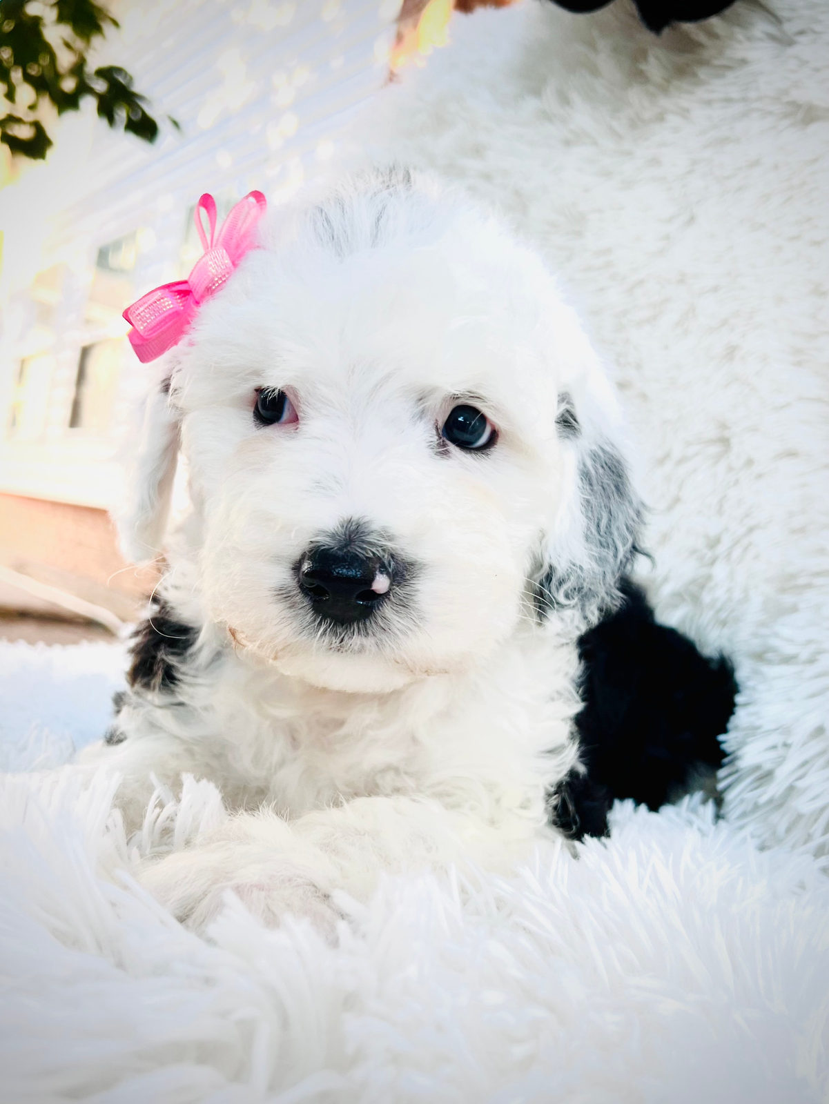 Available adult Sheepadoodle dog - Sunshine Sheepadoodles Texas
