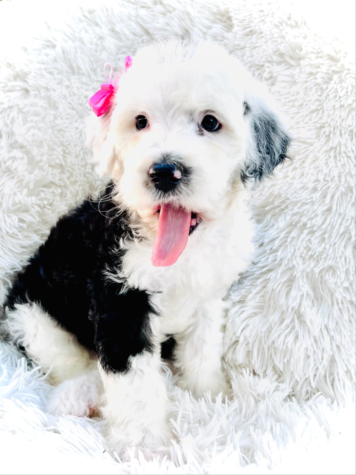 Available adult Sheepadoodle dog - Sunshine Sheepadoodles Texas