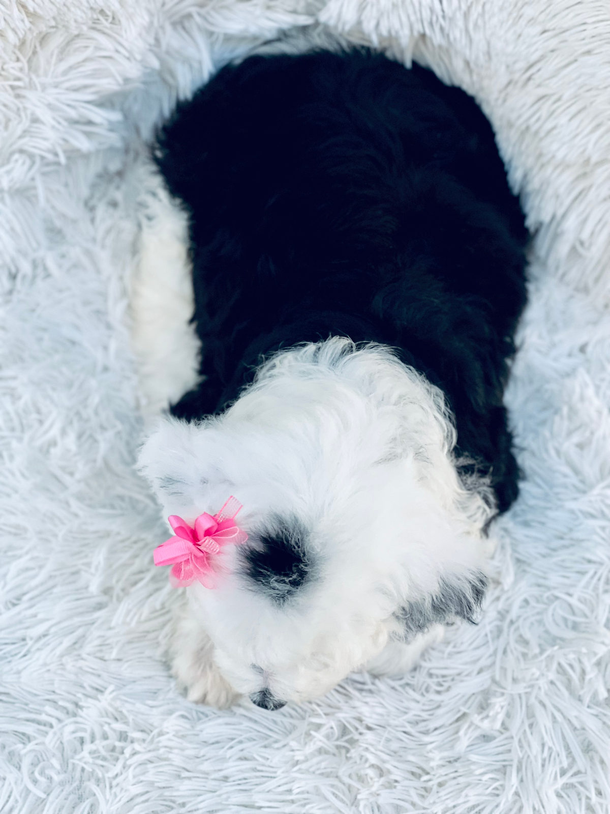 Available adult Sheepadoodle dog - Sunshine Sheepadoodles Texas
