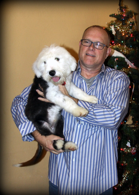 A member of the Sunshine Sheepadoodles family holding a puppy