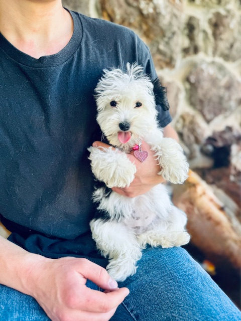 Available Sheepadoodle puppy - Sunshine Sheepadoodles Texas breeder