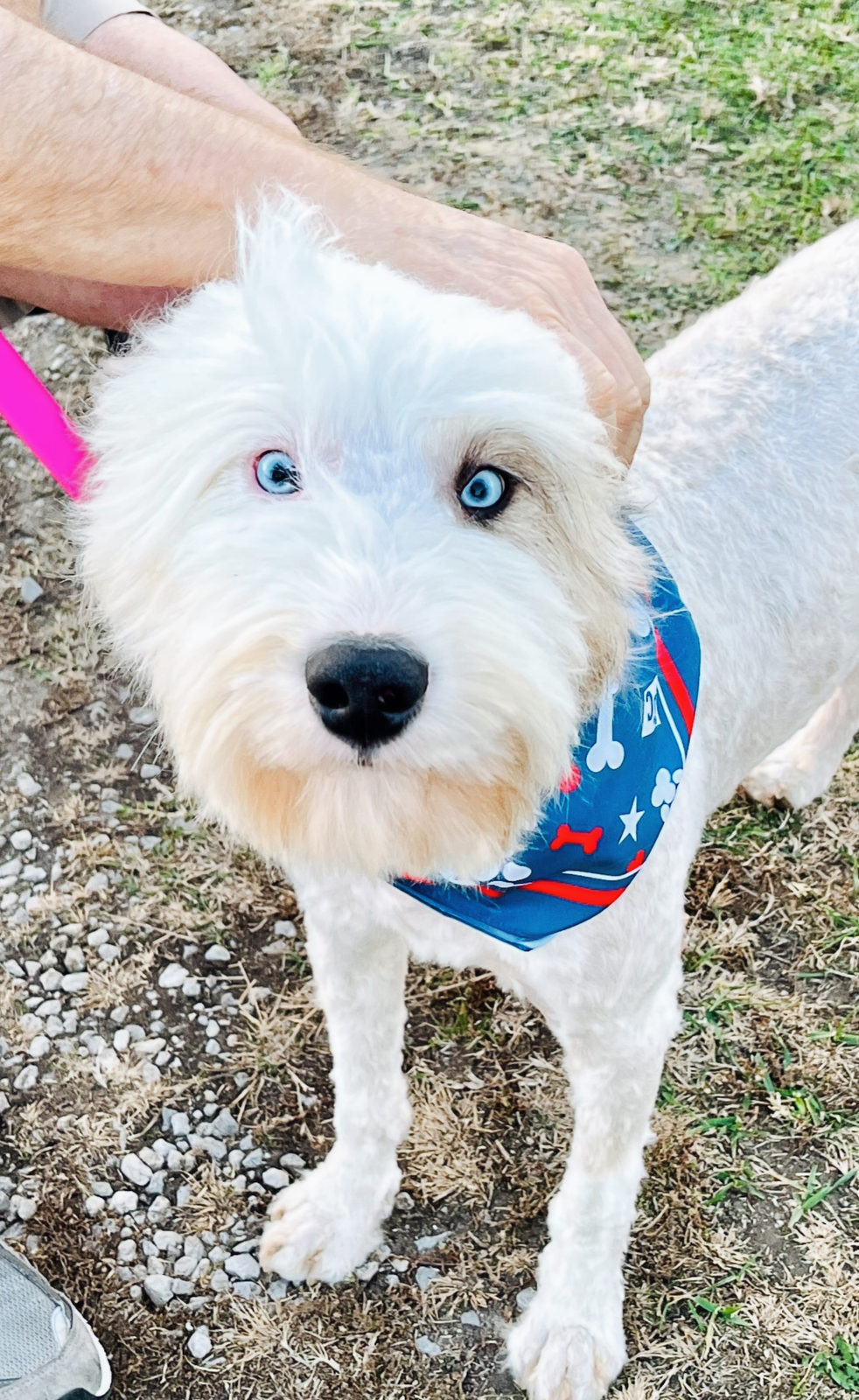 Available Sheepadoodle puppy - Sunshine Sheepadoodles Texas breeder