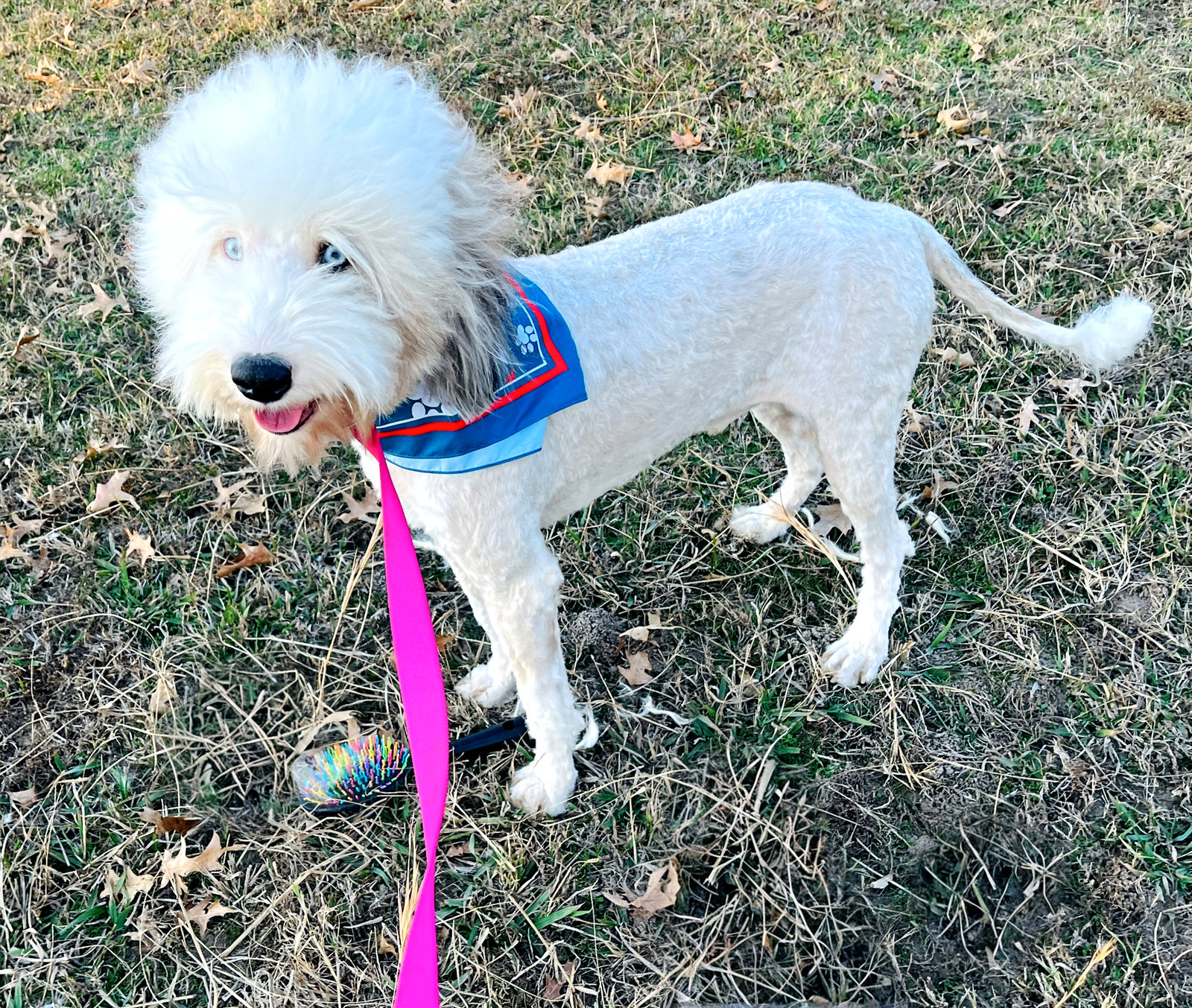 Available Sheepadoodle puppy - Sunshine Sheepadoodles Texas breeder
