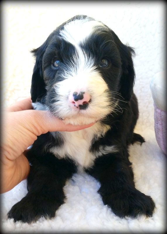 Sunshine Sheepadoodles family and puppy photo