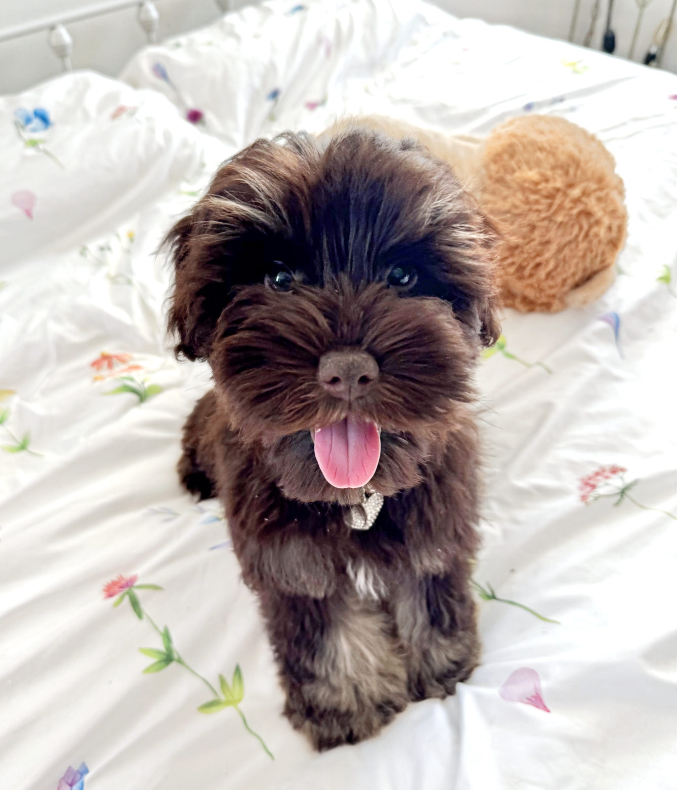Available Sheepadoodle puppy - Sunshine Sheepadoodles Texas breeder