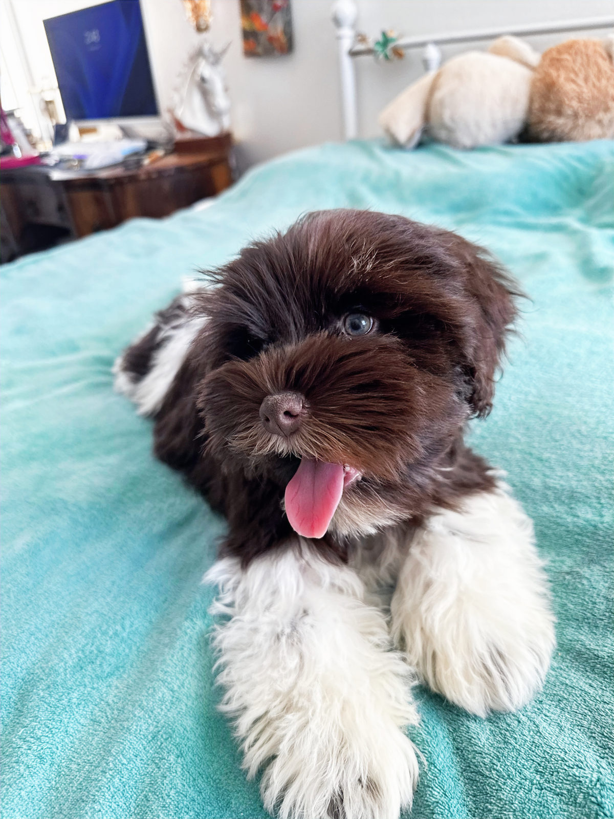 Available Sheepadoodle puppy - Sunshine Sheepadoodles Texas breeder