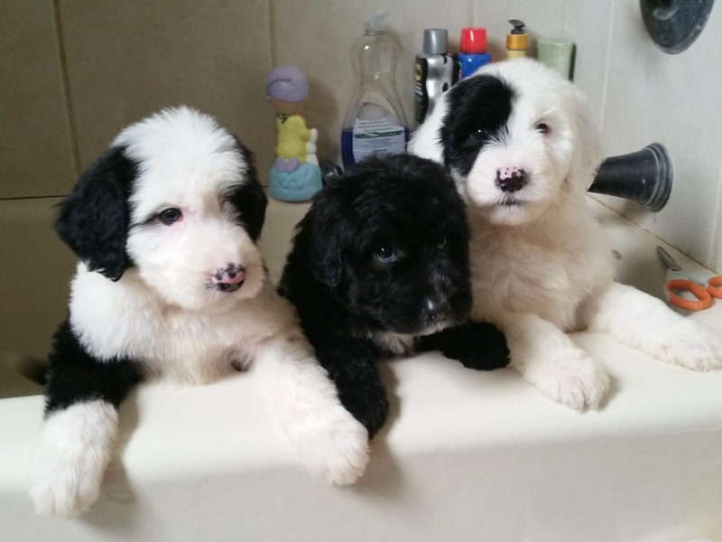 Sunshine Sheepadoodles family and puppy photo
