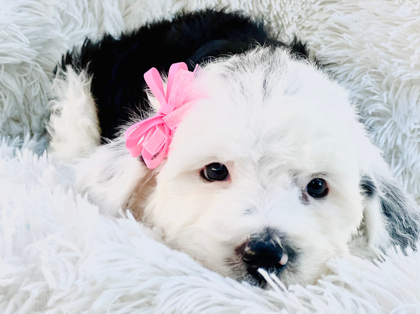 Available adult Sheepadoodle dog - Sunshine Sheepadoodles Texas