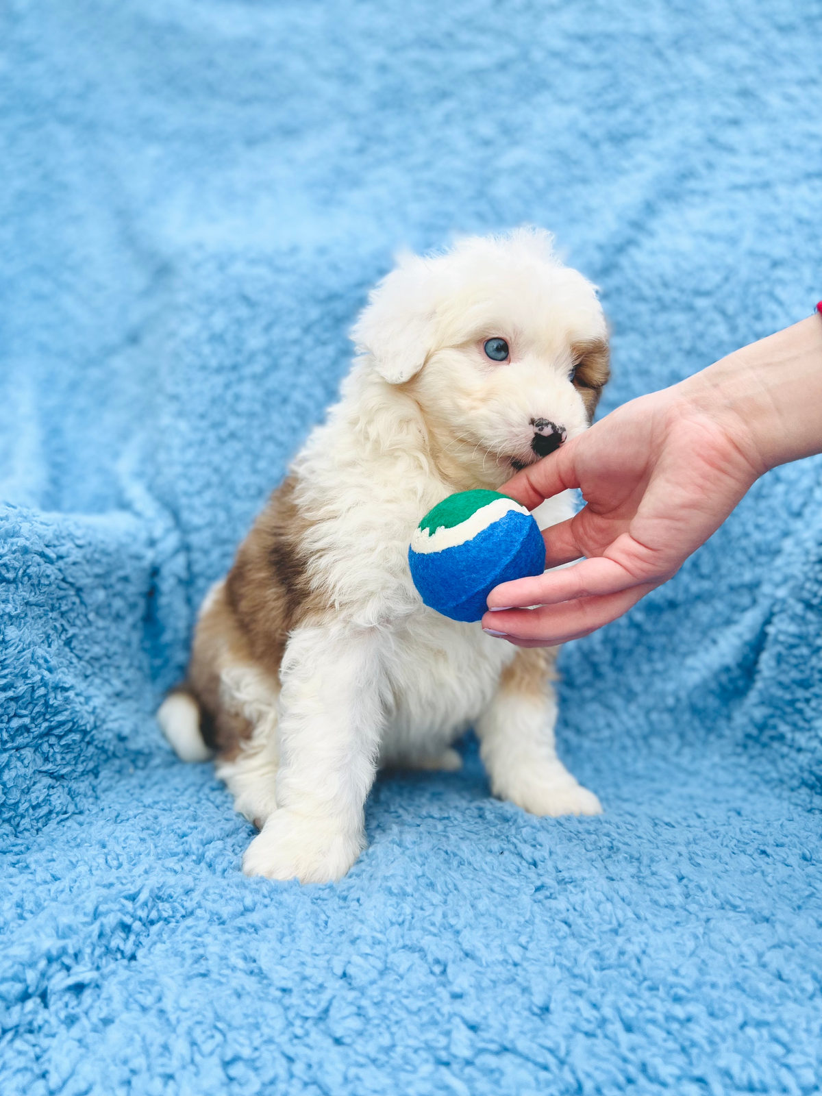 Available Sheepadoodle puppy - Sunshine Sheepadoodles Texas breeder