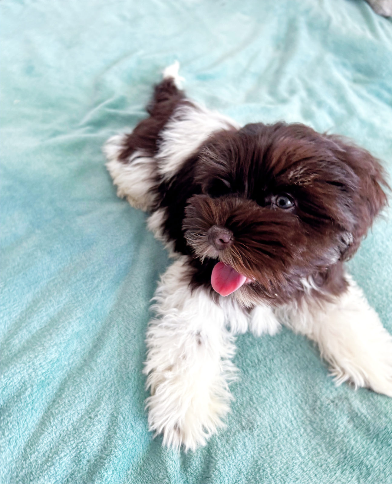 Available Sheepadoodle puppy - Sunshine Sheepadoodles Texas breeder