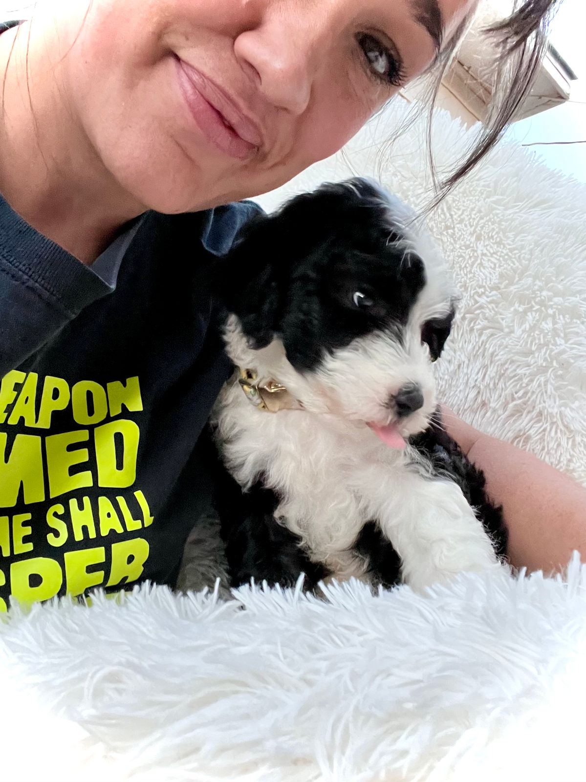 Available adult Sheepadoodle dog - Sunshine Sheepadoodles Texas