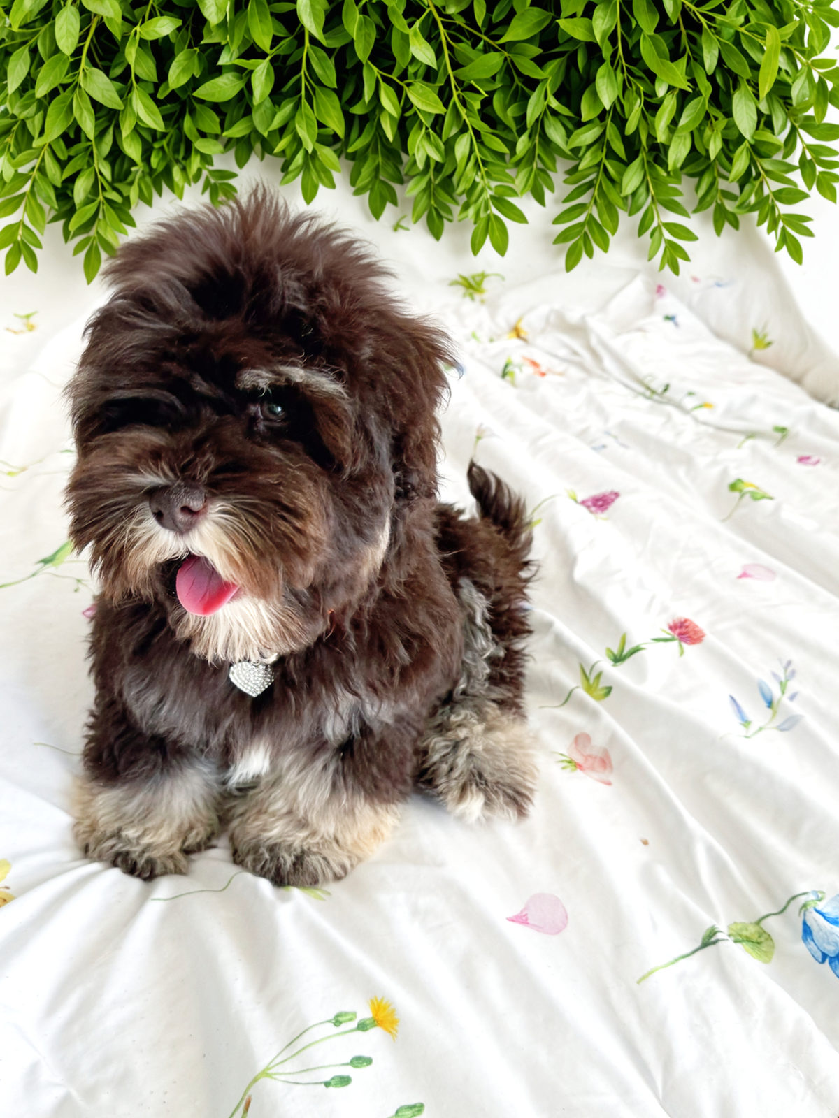 Available Sheepadoodle puppy - Sunshine Sheepadoodles Texas breeder