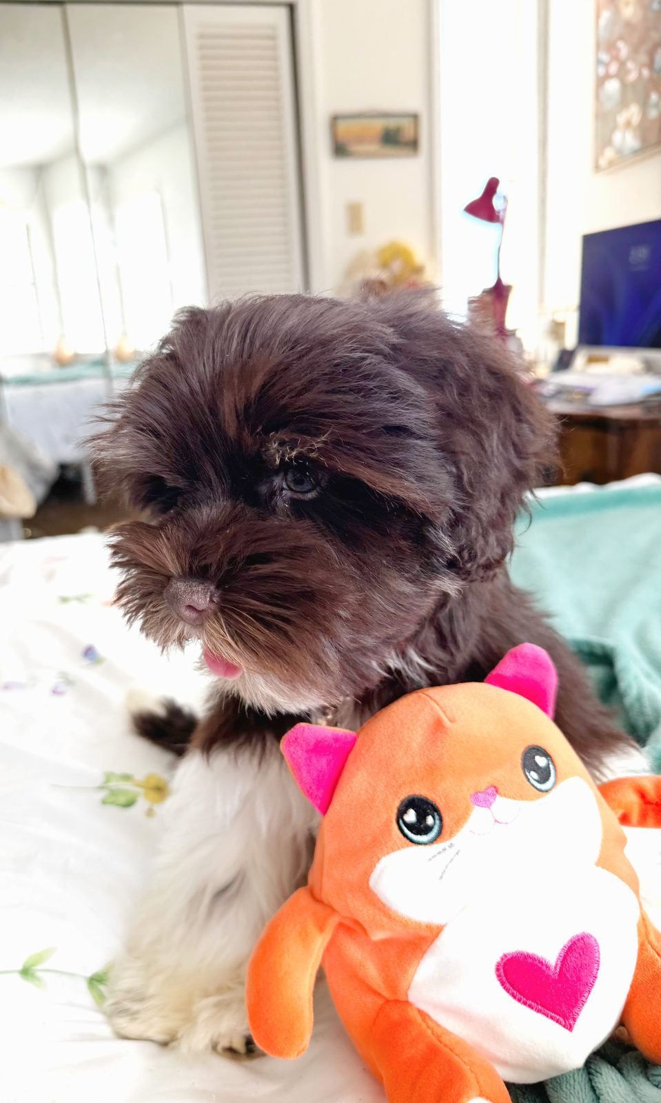 Available Sheepadoodle puppy - Sunshine Sheepadoodles Texas breeder