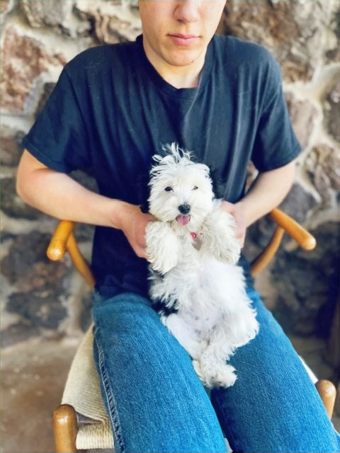Available Sheepadoodle puppy - Sunshine Sheepadoodles Texas breeder