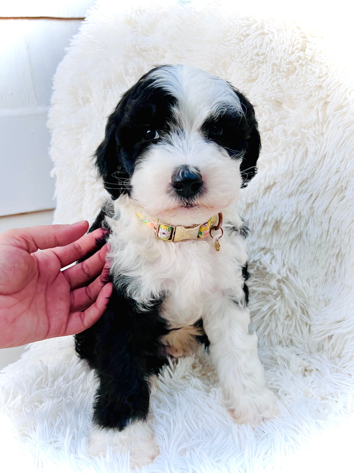 Available adult Sheepadoodle dog - Sunshine Sheepadoodles Texas