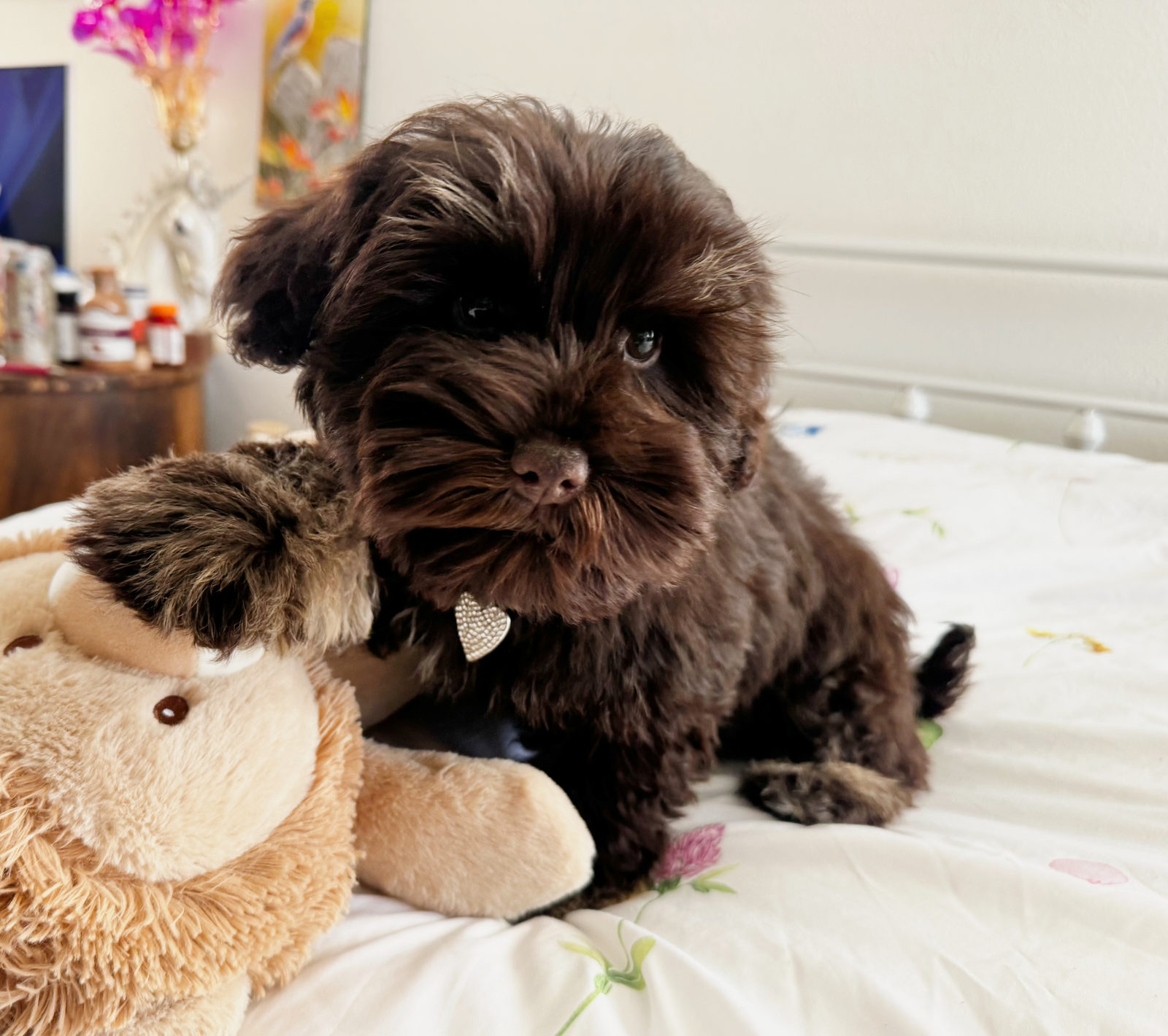 Available Sheepadoodle puppy - Sunshine Sheepadoodles Texas breeder