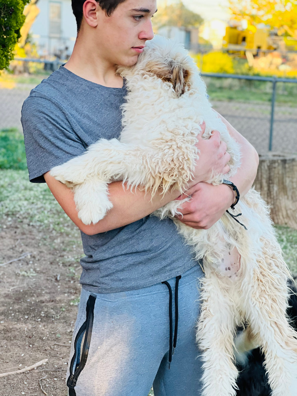 Available Sheepadoodle puppy - Sunshine Sheepadoodles Texas breeder
