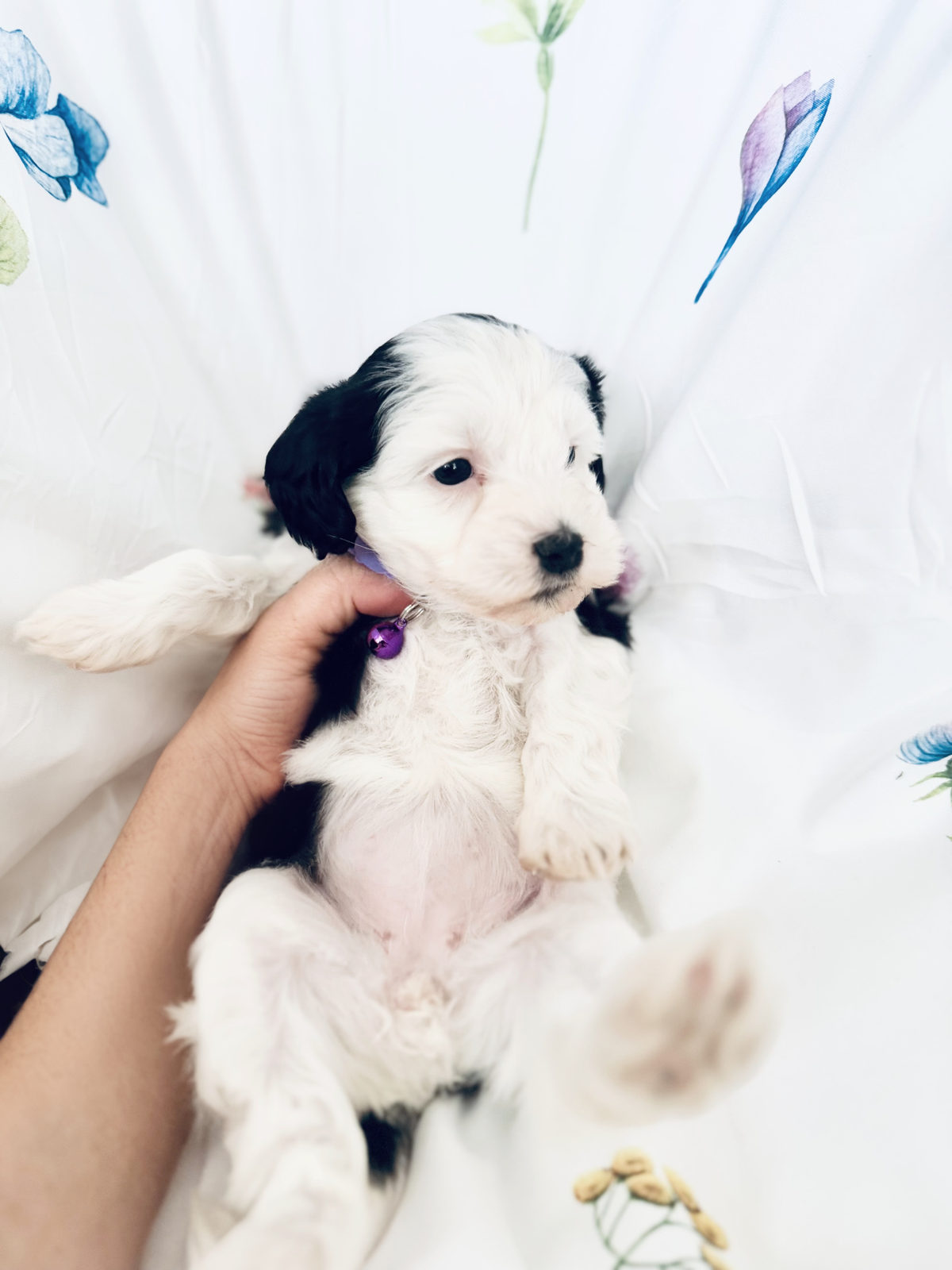 Available Sheepadoodle puppy - Sunshine Sheepadoodles Texas breeder