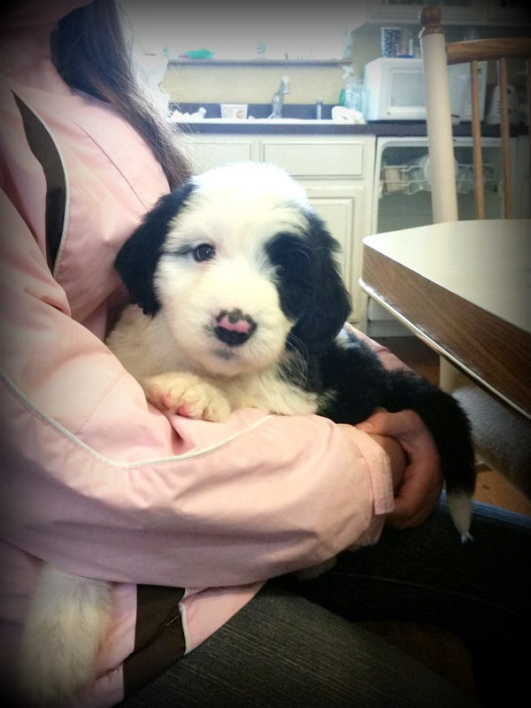 Sunshine Sheepadoodles family and puppy photo