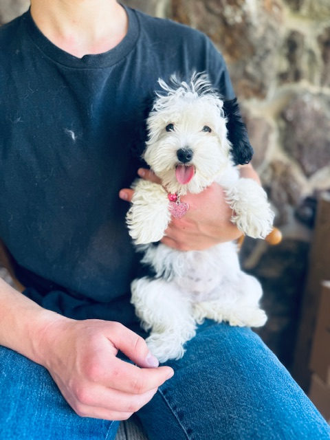 Available Sheepadoodle puppy - Sunshine Sheepadoodles Texas breeder