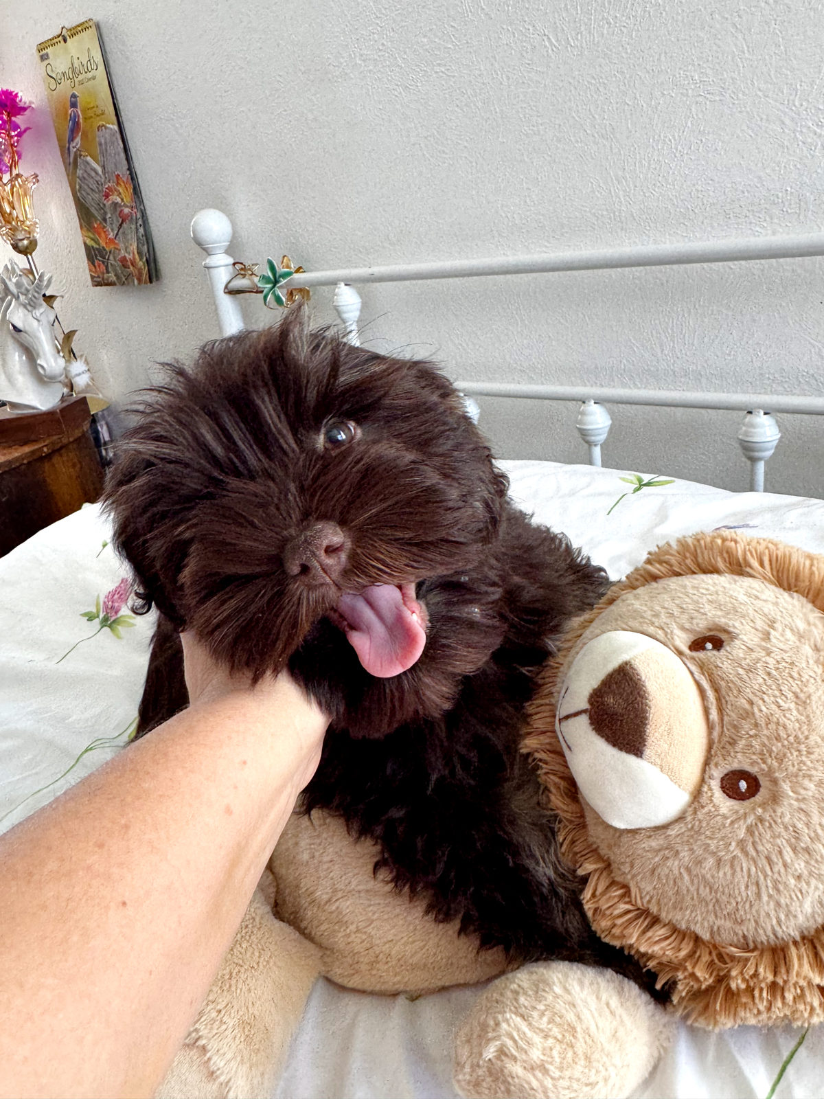 Available Sheepadoodle puppy - Sunshine Sheepadoodles Texas breeder