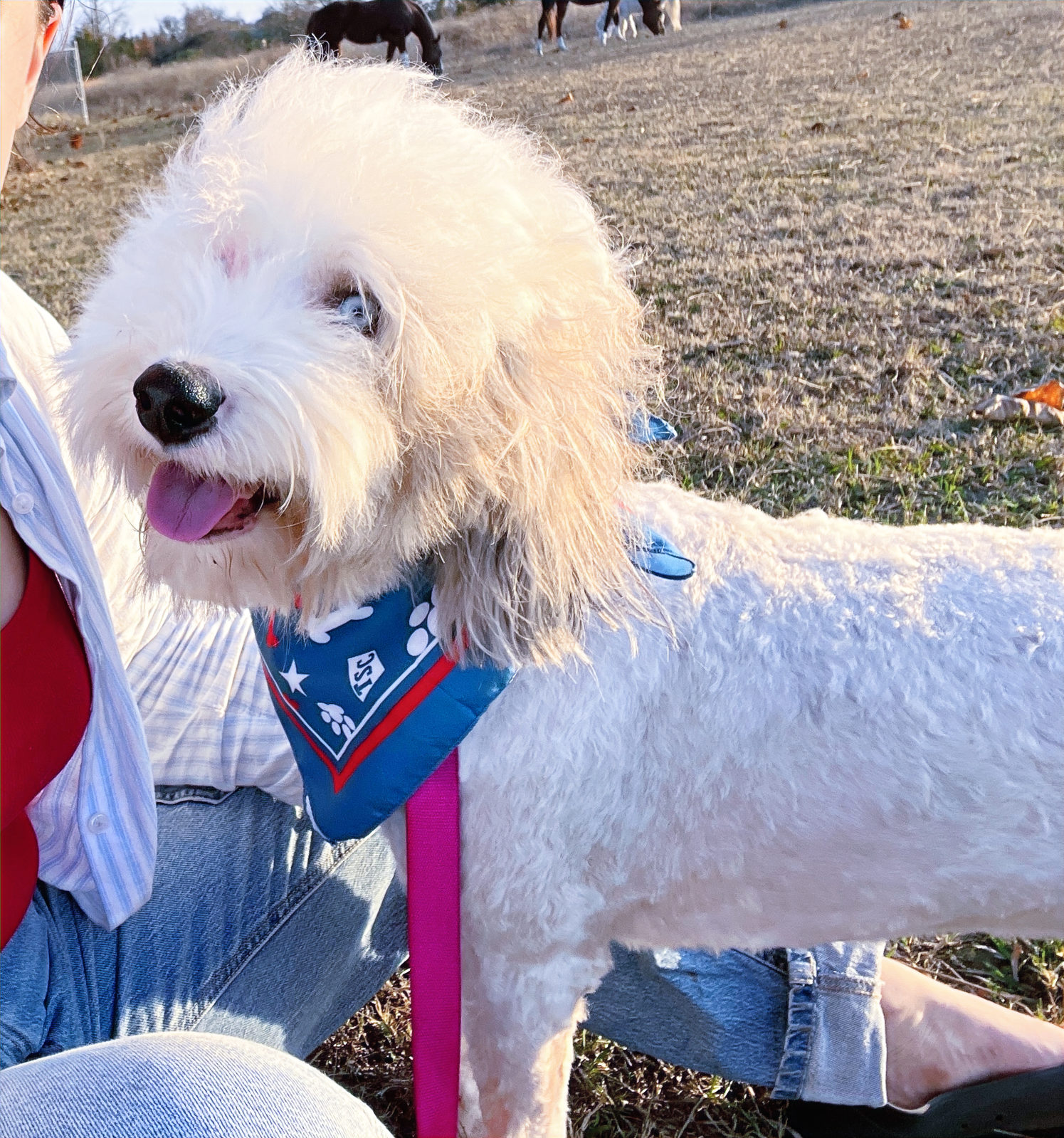 Available Sheepadoodle puppy - Sunshine Sheepadoodles Texas breeder