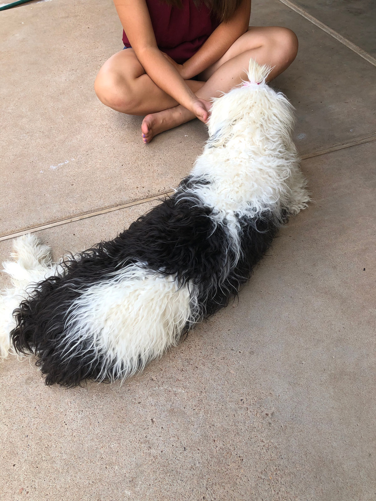 Sheepadoodle available for adoption - Sunshine Sheepadoodles