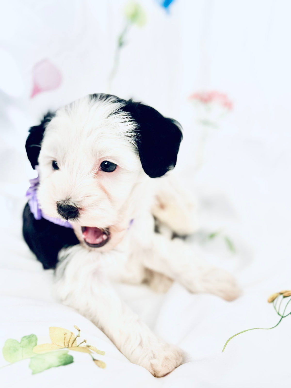 Available Sheepadoodle puppy - Sunshine Sheepadoodles Texas breeder