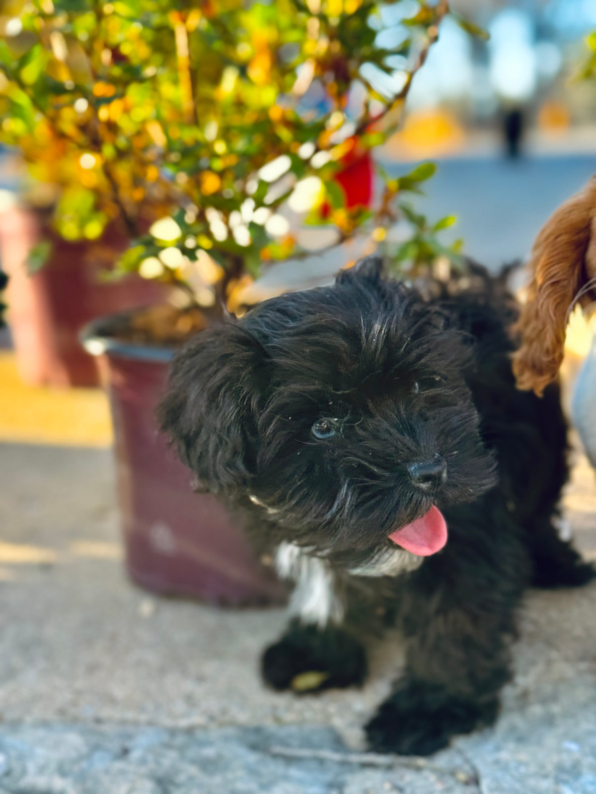 Available Sheepadoodle puppy - Sunshine Sheepadoodles Texas breeder