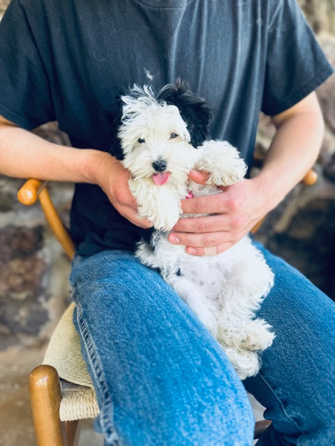 Available Sheepadoodle puppy - Sunshine Sheepadoodles Texas breeder