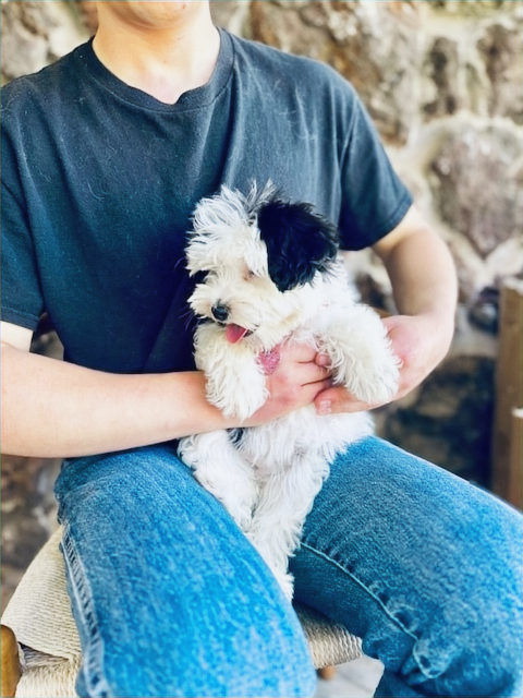 Available Sheepadoodle puppy - Sunshine Sheepadoodles Texas breeder