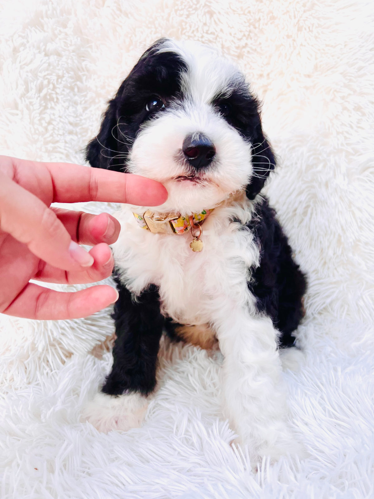 Available adult Sheepadoodle dog - Sunshine Sheepadoodles Texas