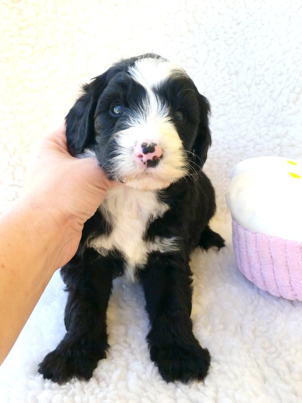 Sunshine Sheepadoodles family and puppy photo