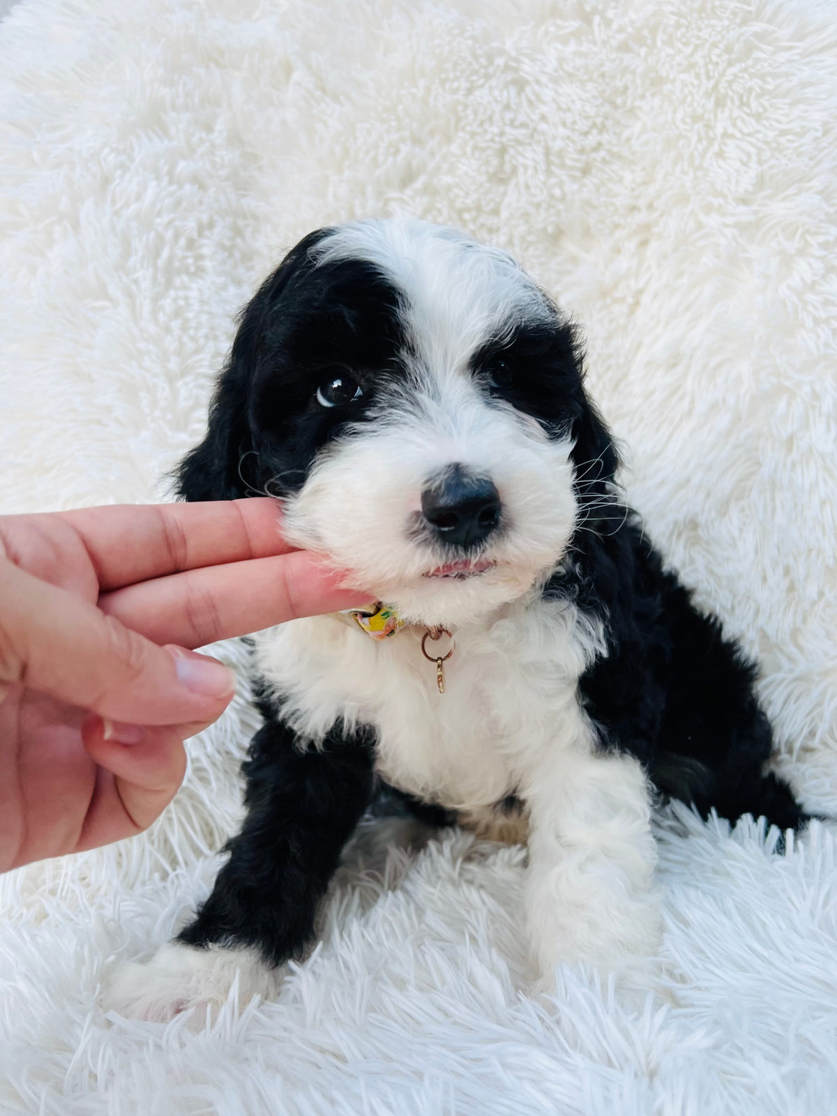 Available adult Sheepadoodle dog - Sunshine Sheepadoodles Texas