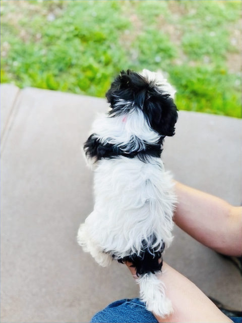 Available Sheepadoodle puppy - Sunshine Sheepadoodles Texas breeder