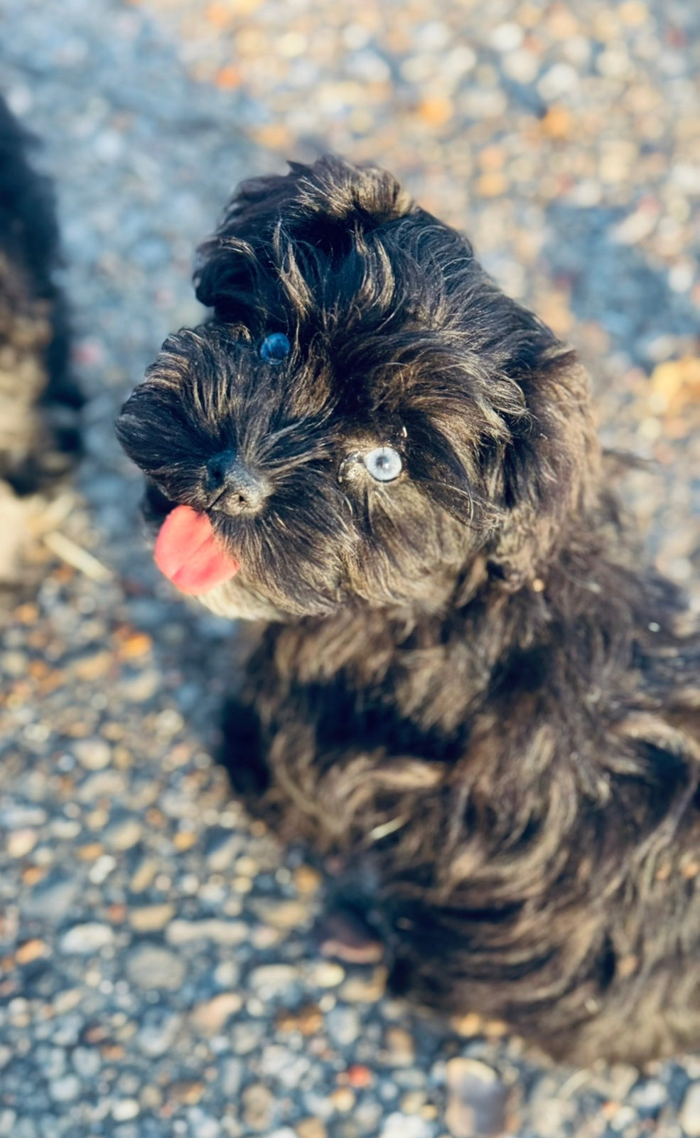 Available Sheepadoodle puppy - Sunshine Sheepadoodles Texas breeder