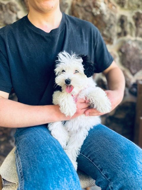 Available Sheepadoodle puppy - Sunshine Sheepadoodles Texas breeder