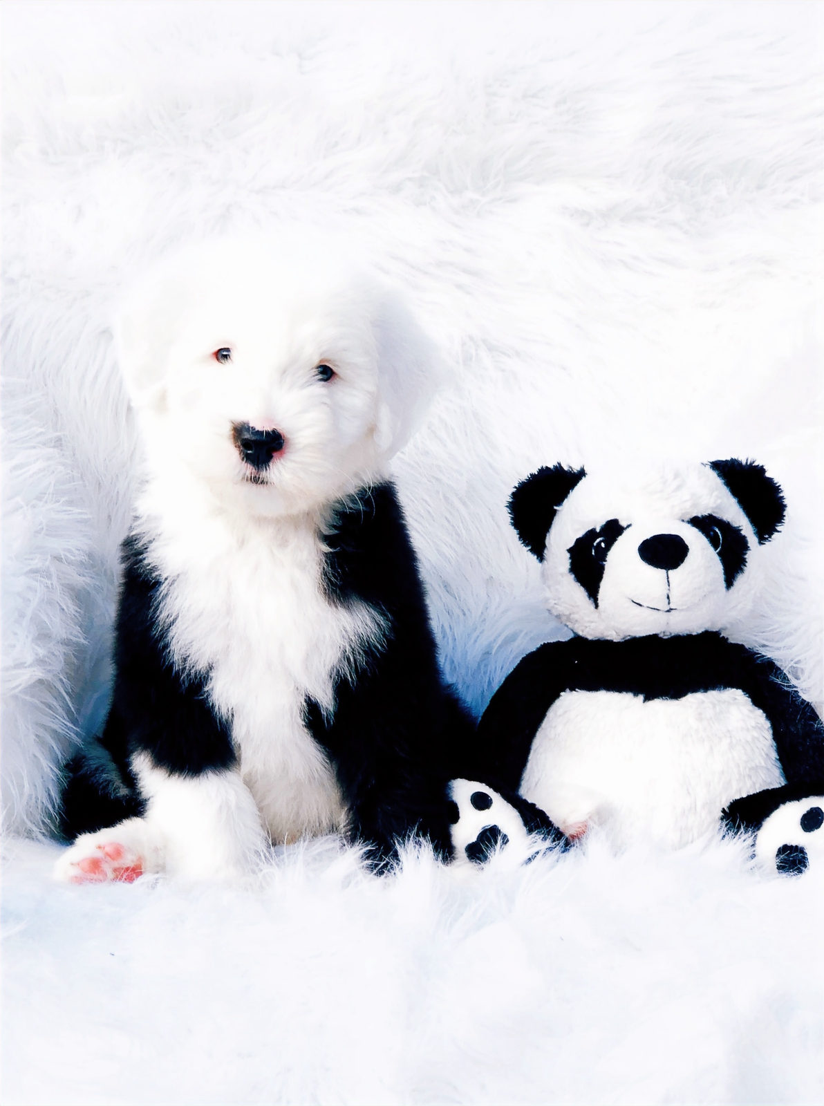 Sheepadoodle available for adoption - Sunshine Sheepadoodles